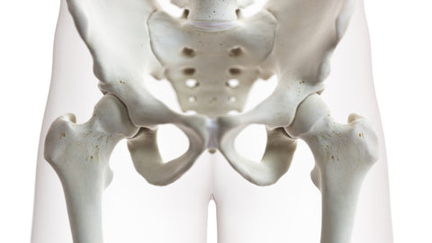 Female Pelvic Health Part 2 Lab (October 4-5, 2025)
