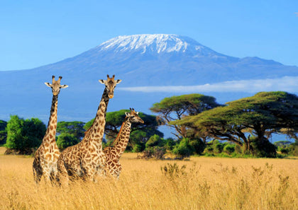 AUIDS 200: Kenya Study tour